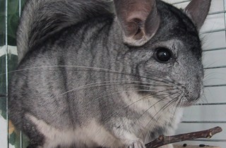 Chinchilla